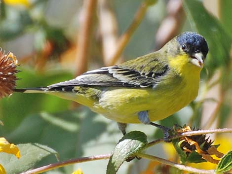 Lesser Goldfinch (Carduelis psaltria)