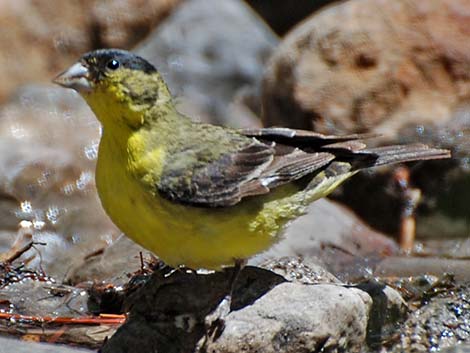 Lesser Goldfinch (Carduelis psaltria)