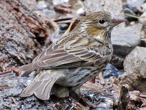 Pine Siskin (Carduelis pinus)