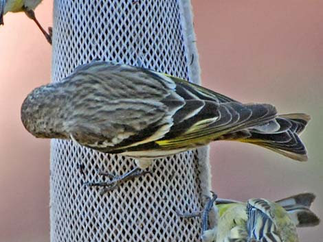 Pine Siskin (Carduelis pinus)