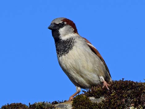 House Sparrow (Passer domesticus)