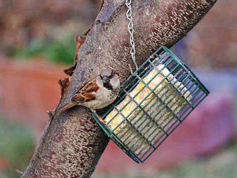 House Sparrow (Passer domesticus)