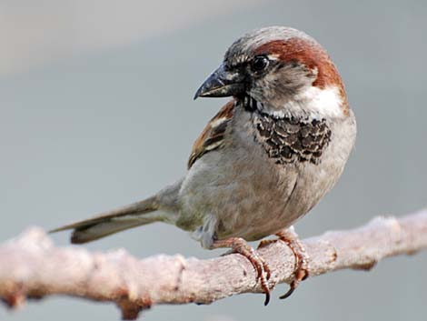 Passeridae, House Sparrow