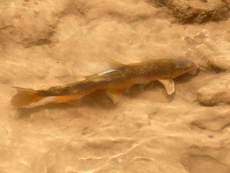 Flannelmouth Sucker (Catostomus latipinnis)