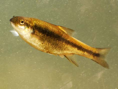 Longfin Dace (Agosia chrysogaster)