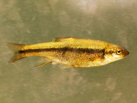 Longfin Dace (Agosia chrysogaster)