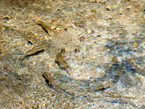 Longfin Dace (Agosia chrysogaster)