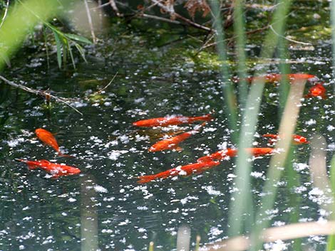 Goldfish (Carassius auratus)