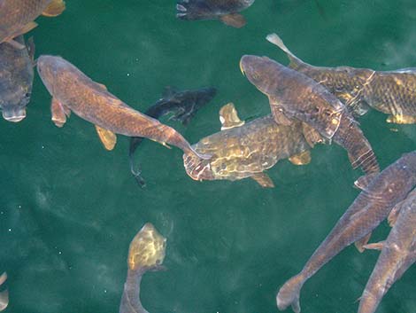 Common Carp (Cyprinus carpio)