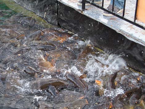 Common Carp (Cyprinus carpio)