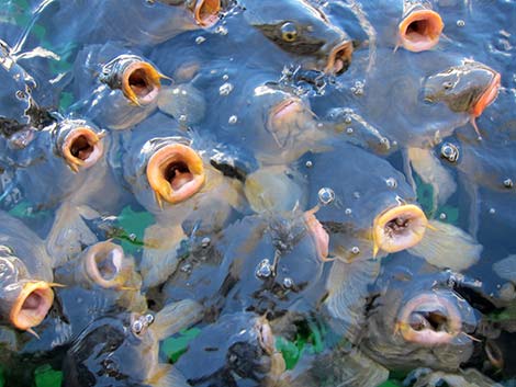 Common Carp (Cyprinus carpio)