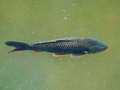 Common Carp (Cyprinus carpio)