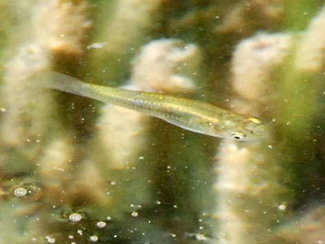 Ash Meadows Amargosa Pupfish (Cyprinodon nevadensis mionectes)