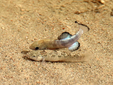 Salt Creek Pupfish (Cyprinodon salinus salinus)