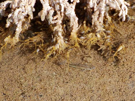 Salt Creek Pupfish (Cyprinodon salinus salinus)