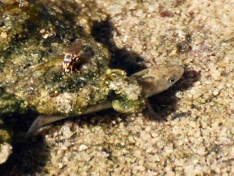 Salt Creek Pupfish (Cyprinodon salinus salinus)