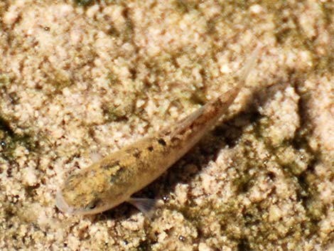 Salt Creek Pupfish (Cyprinodon salinus salinus)