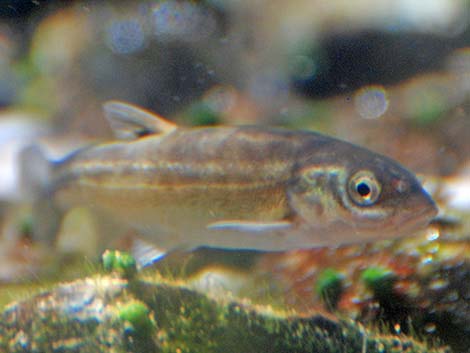 Moapa Dace (Moapa coriacea)