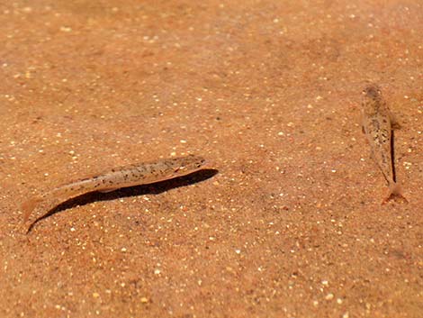 Speckled Dace (Rhinichthys osculus)