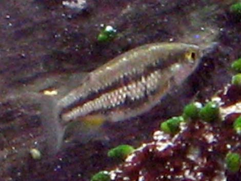 Moapa White River Springfish (Crenichthys baileyi moapae)