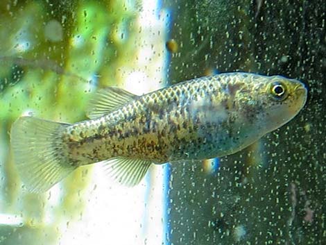 Pahrump Poolfish (Empetrichthys latos latos)