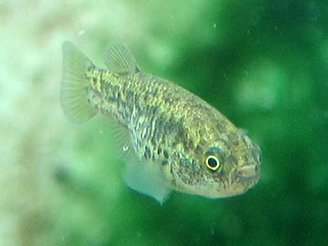 Pahrump Poolfish (Empetrichthys latos latos)