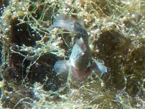 Pahrump Poolfish (Empetrichthys latos latos)