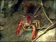 crawdad