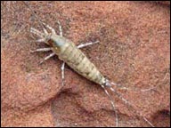 silverfish