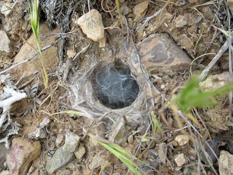 Desert Tarantula (Aphonopelma iodius)