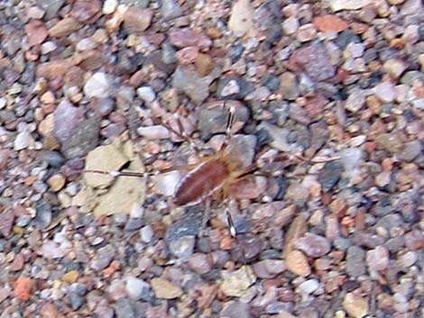 Harvestmen (Order Opiliones)