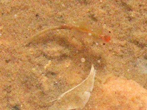 Fairy Shrimp (Order Anostraca)