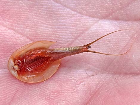 Tadpole Shrimp (Triops newberryi)