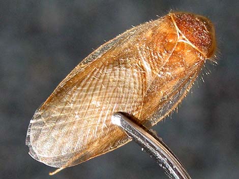 Desert Roach (Arenivaga spp.)