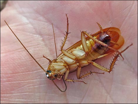 American Cockroach (Periplaneta americana)