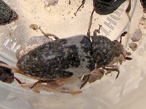 Common Carrion Beetle (Dermestes marmoratus)