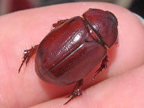 Scarab Beetle