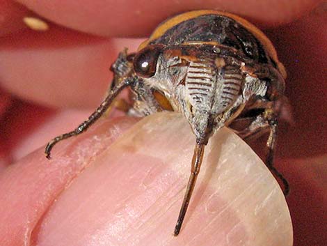 Desert Cicada (Diceroprocta apache)