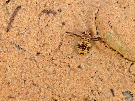 Water Boatman (Family Corixidae)