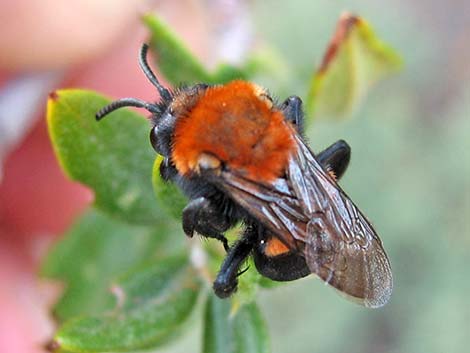 Cuckoo Bee (Melecta spp.)