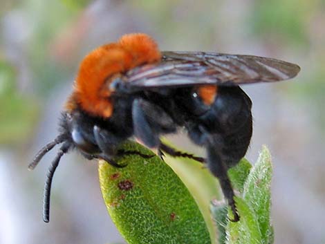 Cuckoo Bee (Melecta spp.)