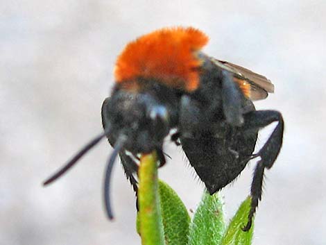 Cuckoo Bee (Melecta spp.)