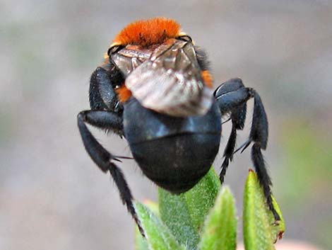 Cuckoo Bee (Melecta spp.)