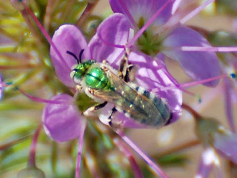 Sweat Bee (Halictidae)