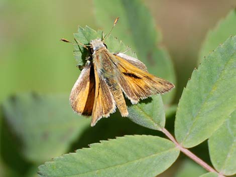 Grass Skipper #2 (Subfamily Hesperiinae)