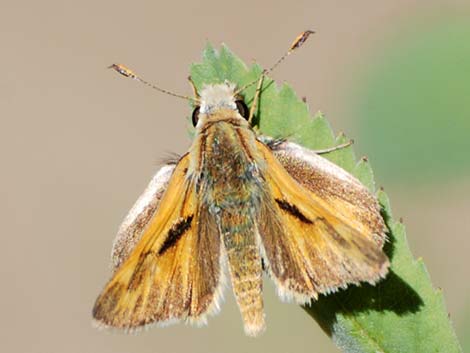 Grass Skipper #2 (Subfamily Hesperiinae)