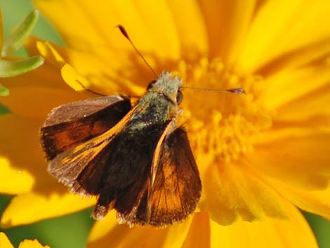 Grass Skippers (Subfamily Hesperiinae)