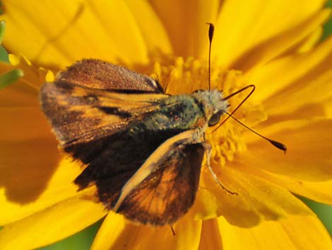 Grass Skippers (Subfamily Hesperiinae)