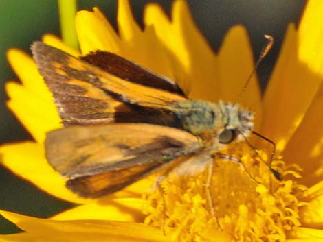 Grass Skippers (Subfamily Hesperiinae)