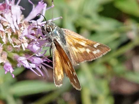 Grass Skippers (Subfamily Hesperiinae)